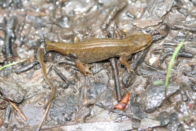 Salamandra pezzata e tritone puntato,crestato,alpino.